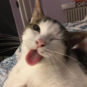 Meet your Posher, Bailey